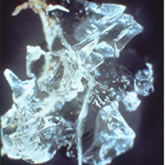 hydrated p4 (close-up on a root)